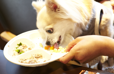 愛犬のディナー